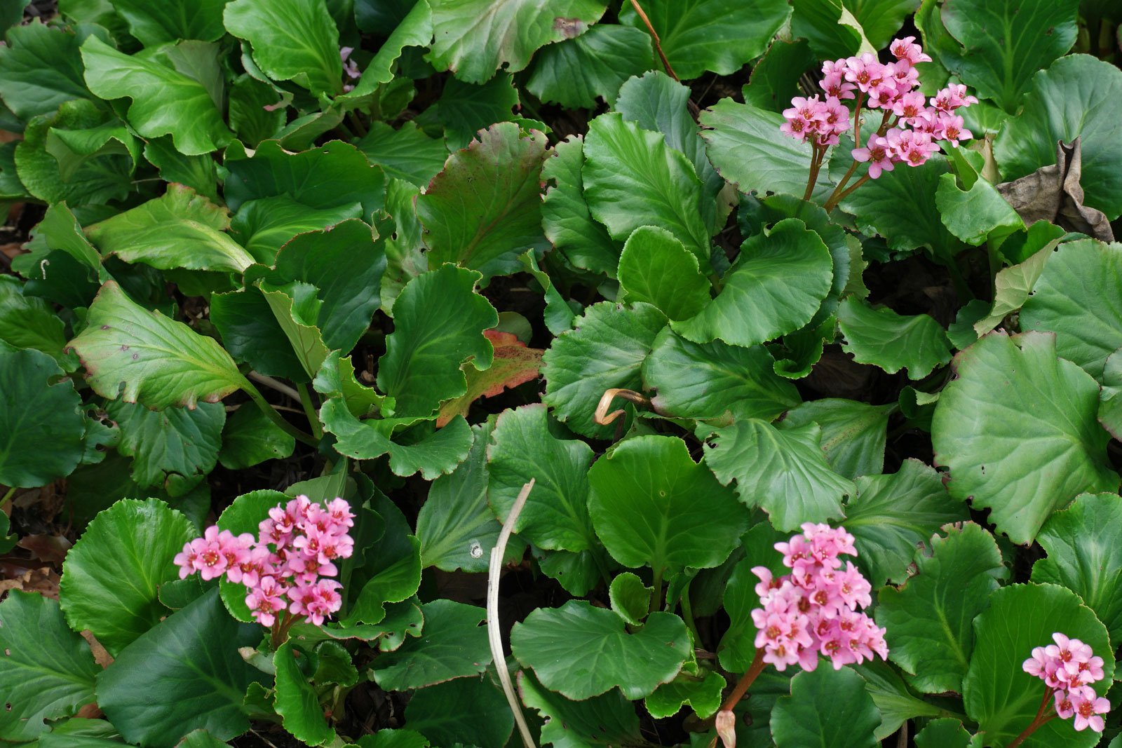 Bergenia cordifolia cv