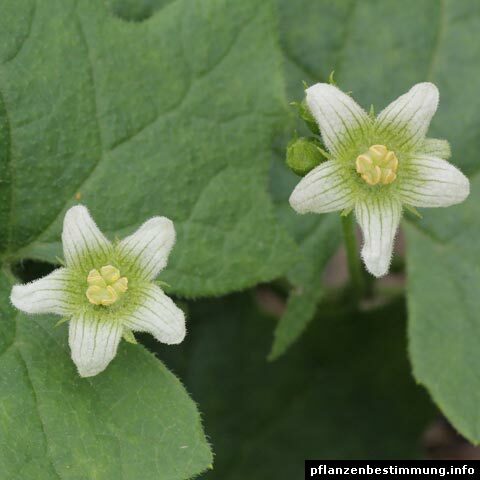 bryonia dioica