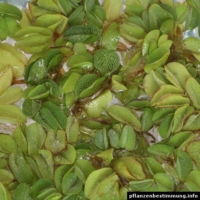 salvinia molesta