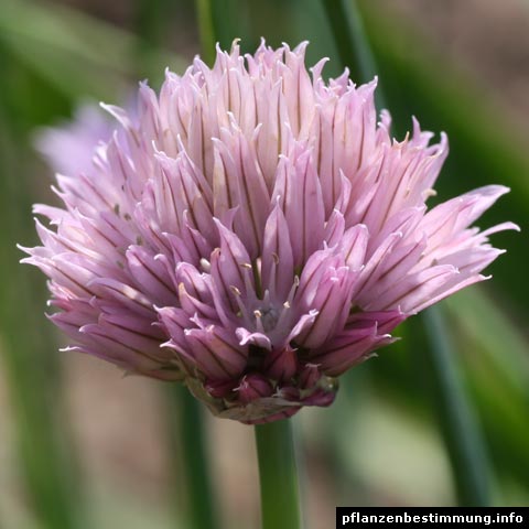 allium schoenoprasum