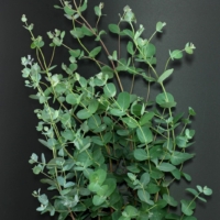 Eucalyptus gunnii
