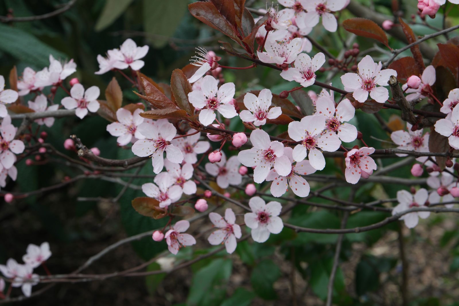 Prunus cerasifera cv.