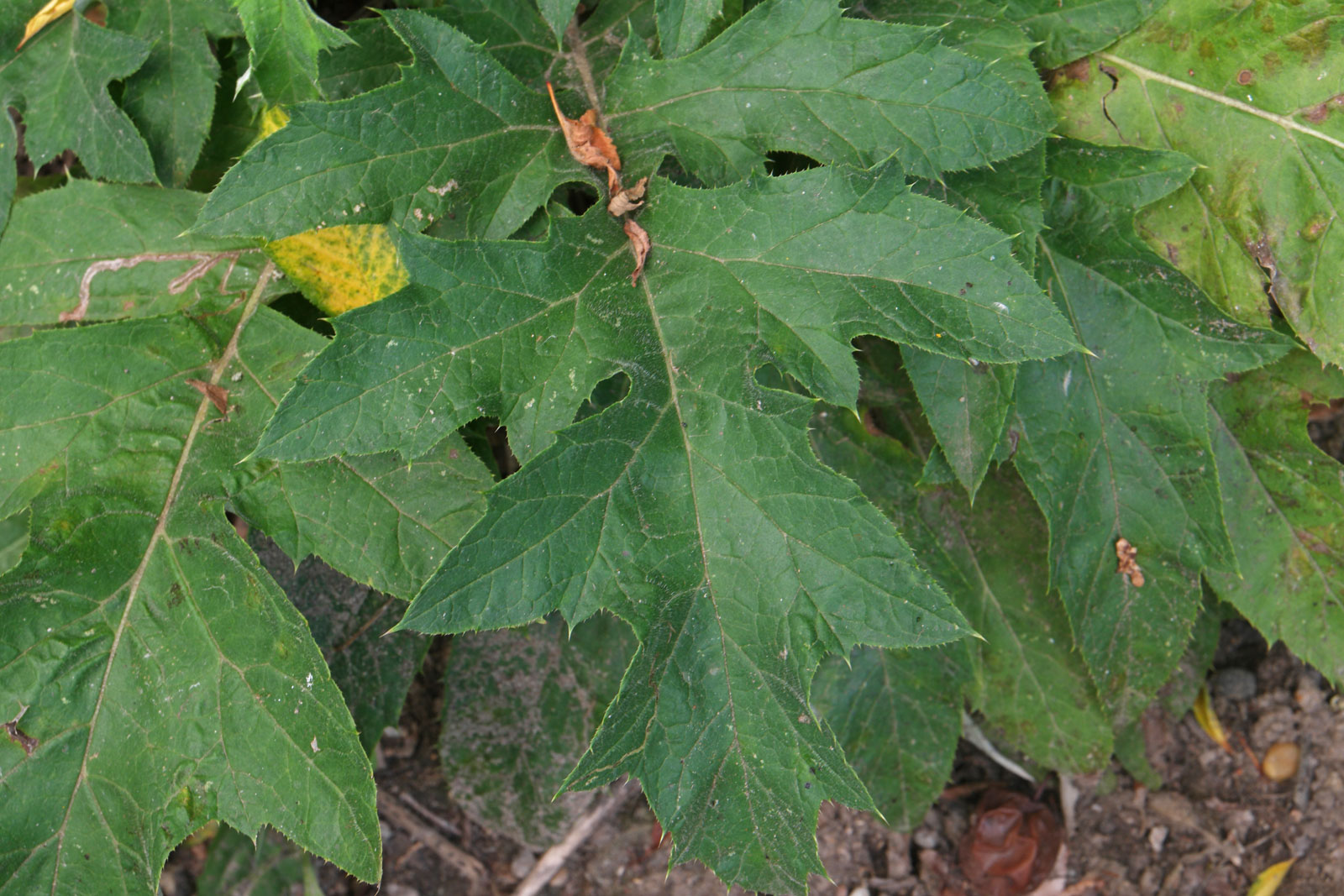 1 Echinops bannaticus 3