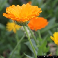 Calendula officinalis