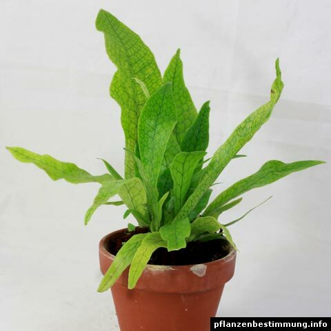 Microsorum musifolium