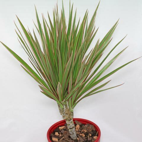 Dracaena reflexa angustifolia