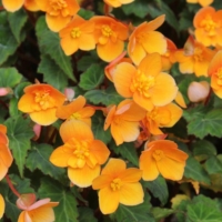 Begonia Richard Galle