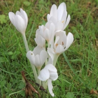 Colchicum autumnale Album