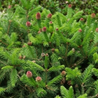 Picea abies Pusch