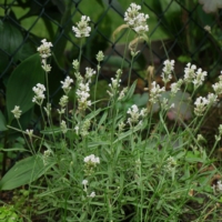 lavanda officinale