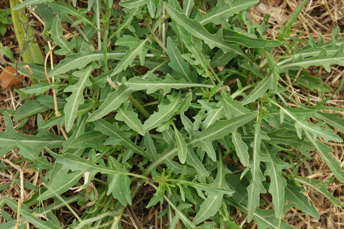 1 Diplotaxis tenuifolia