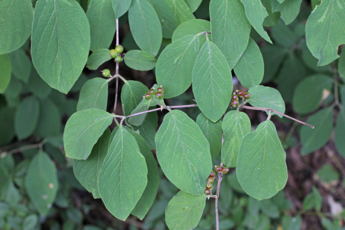 1 Lonicera xylosteum