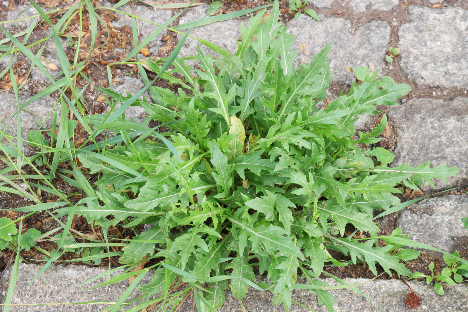 2 Diplotaxis tenuifolia