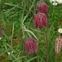Fritillaria meleagris