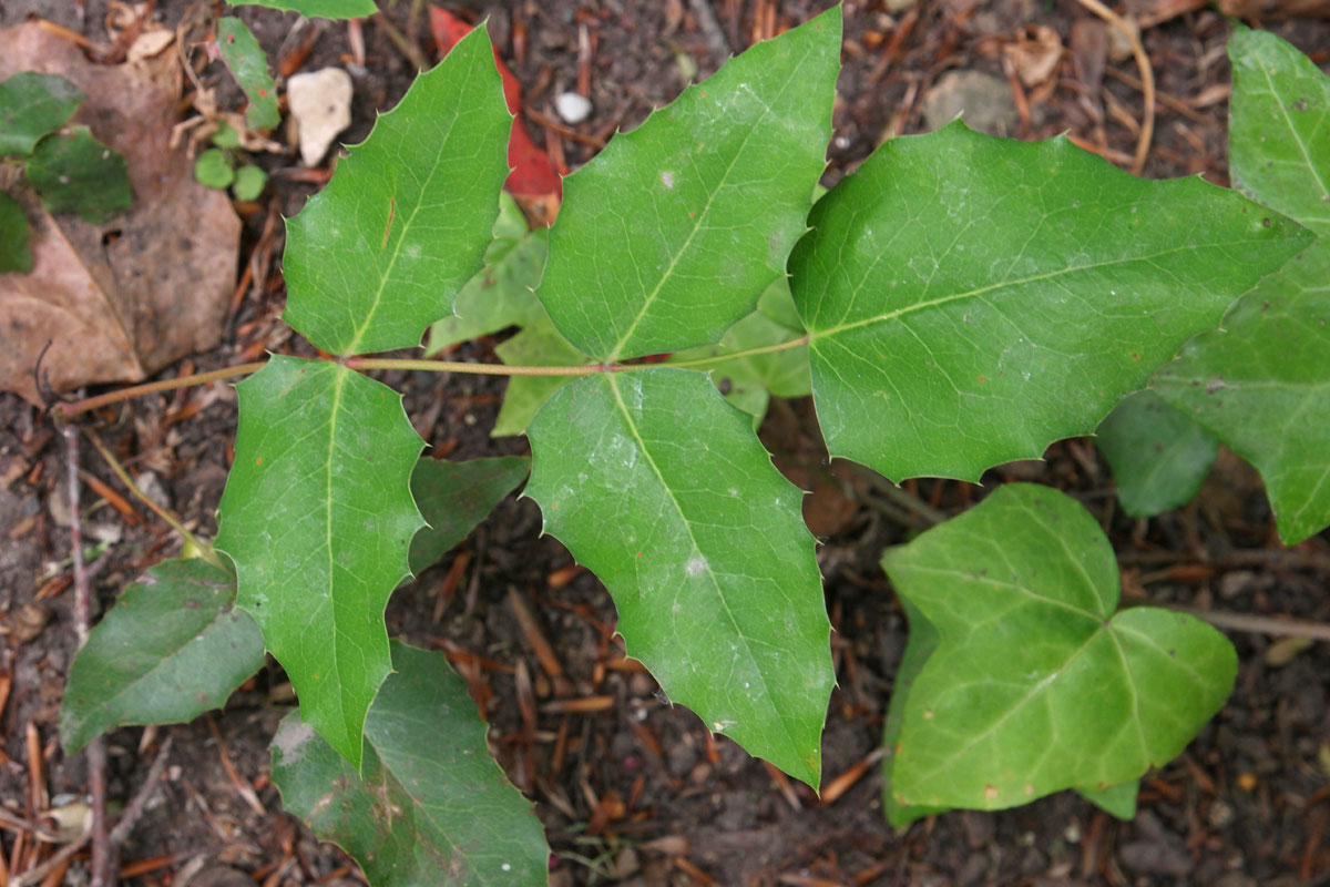 3 Mahonia aquifolium