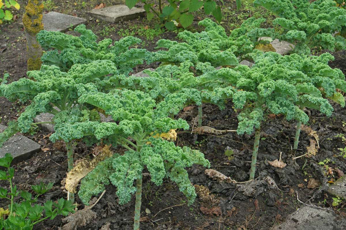 Brassicaoleracea-var-sabellica