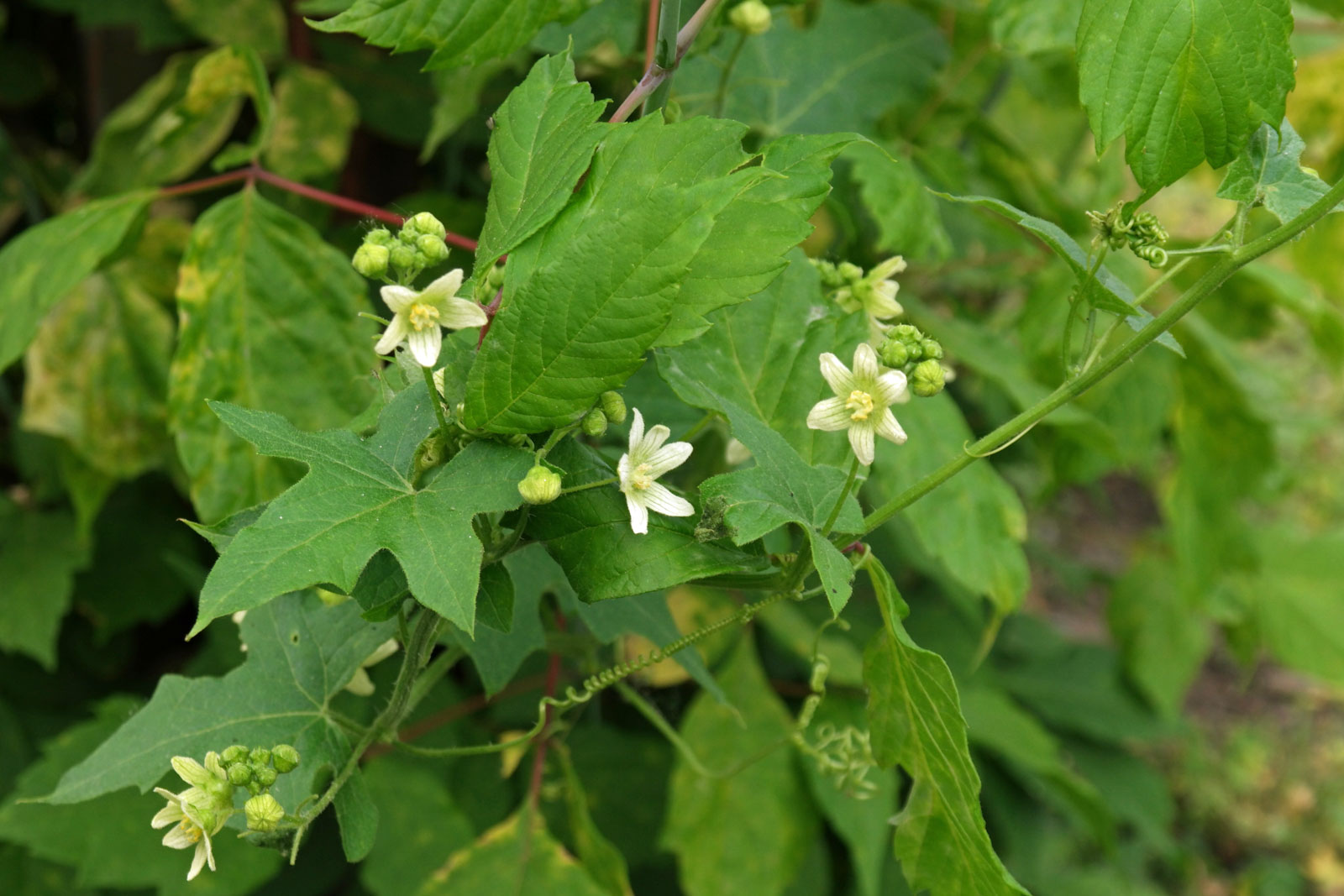 Bryonia dioica 3