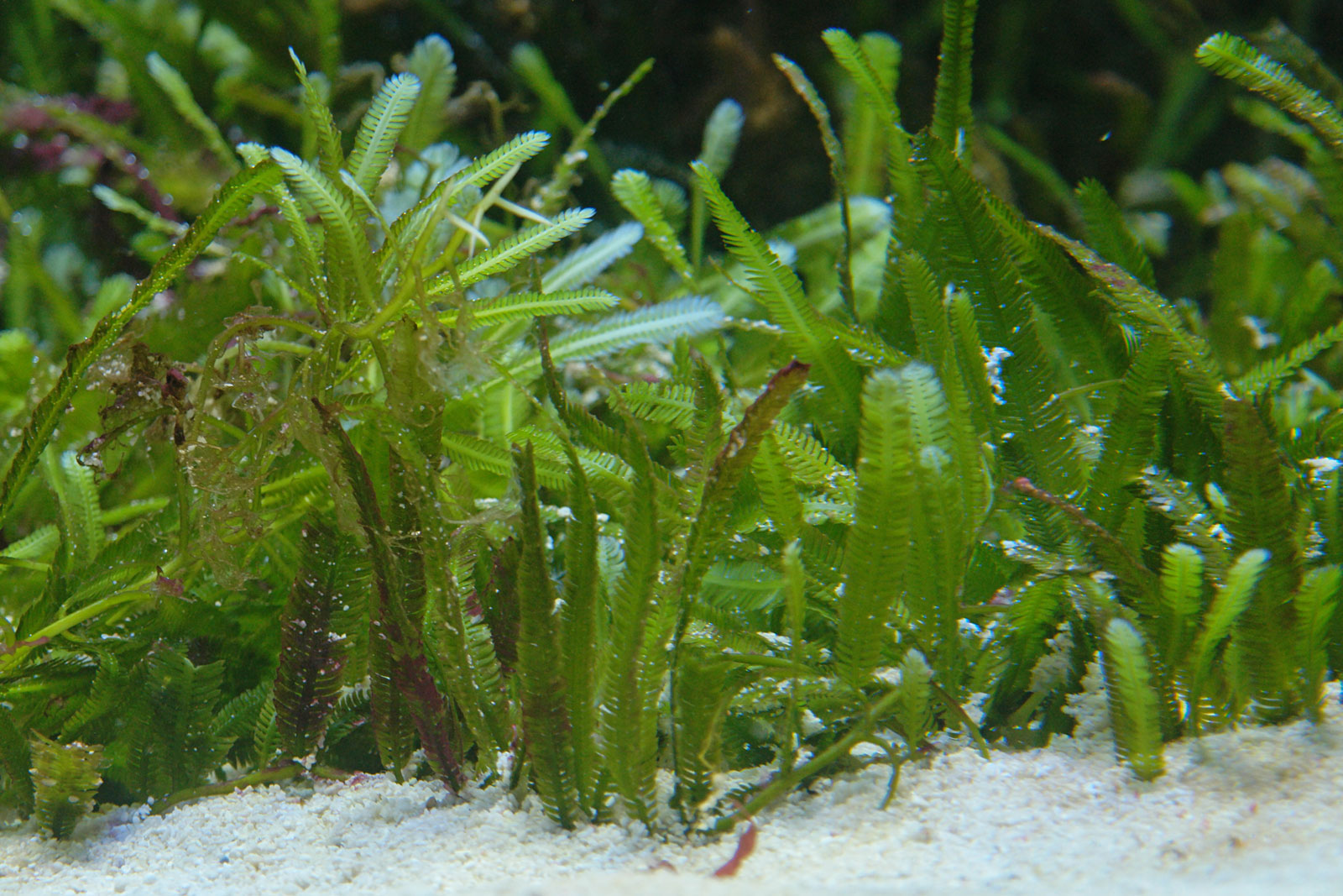 Caulerpa taxifolia 1