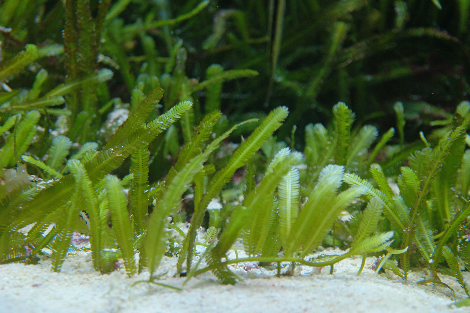 Caulerpa taxifolia 2