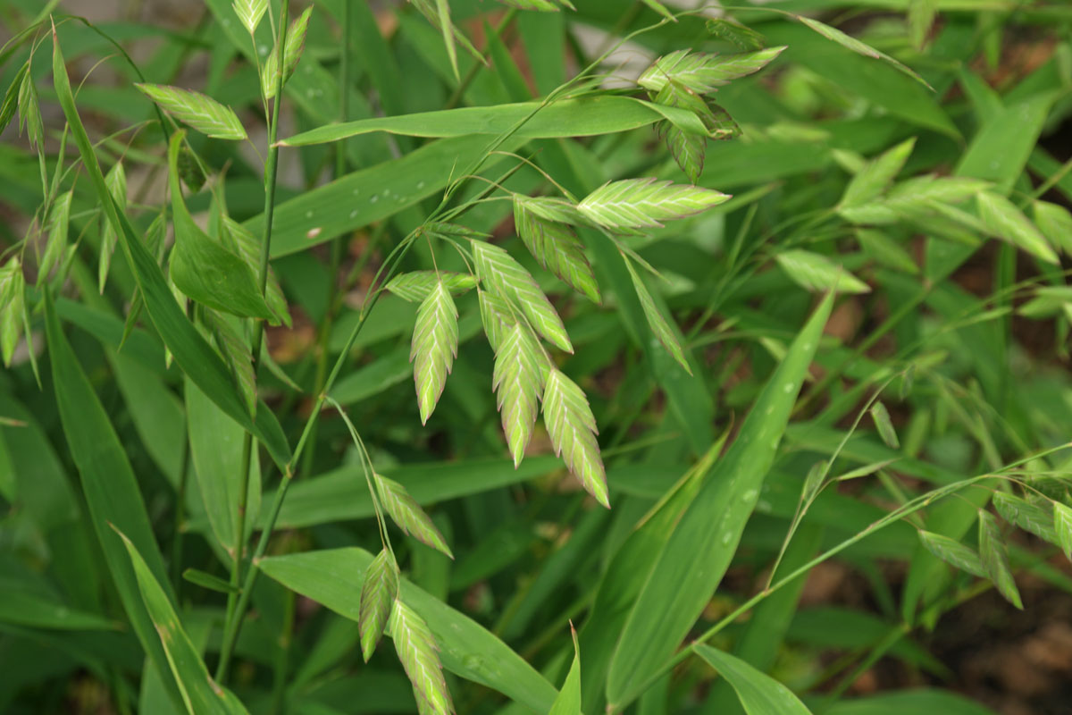 Chasmanthium latifolium