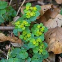Chrysosplenium alternifolium