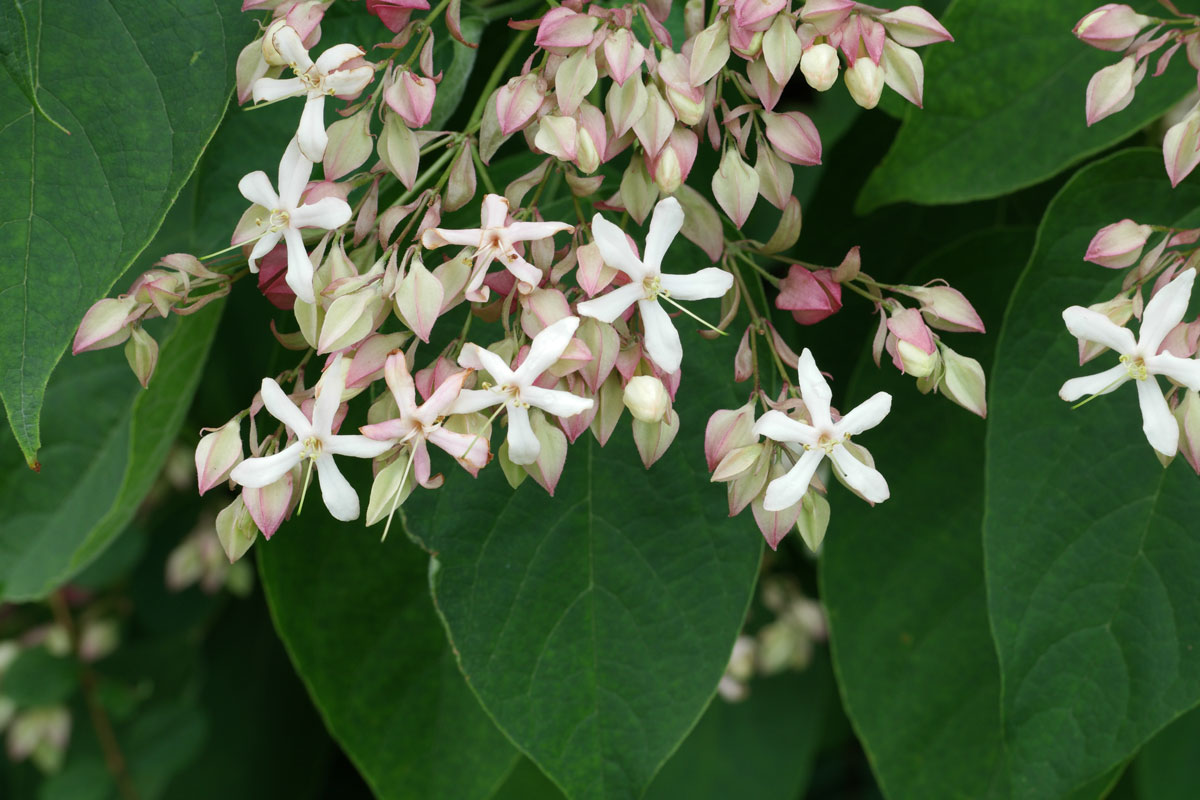 Clerodendrumtrichotomum