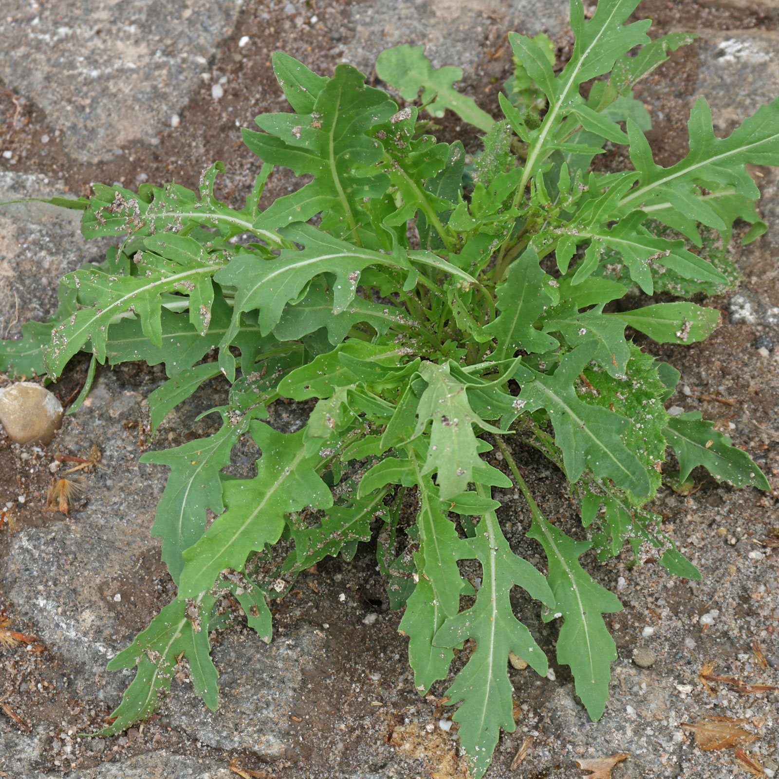 Diplotaxis tenuifolia 1