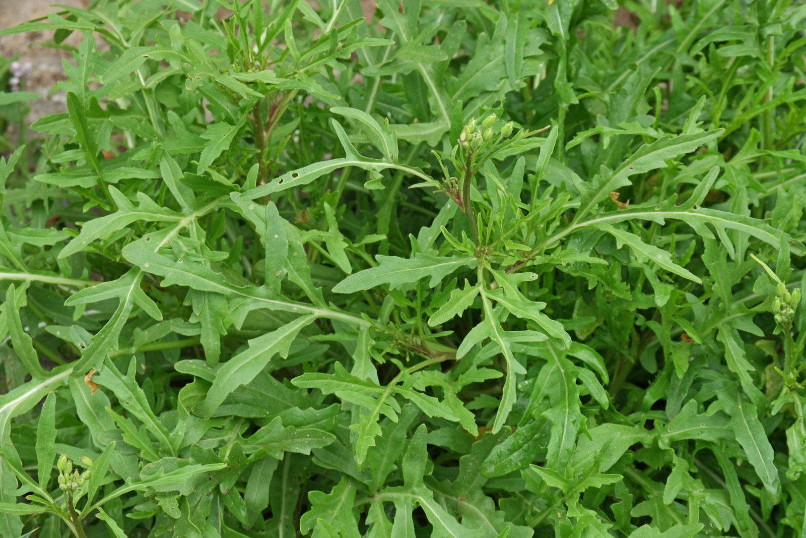 Diplotaxis tenuifolia 2