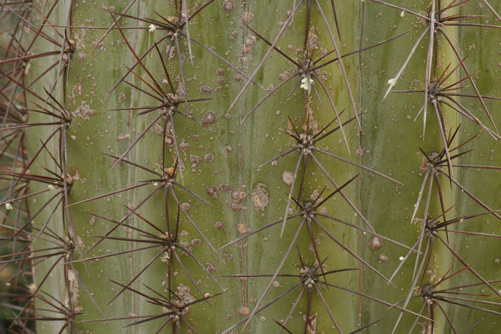 Echinopsis atacamensis