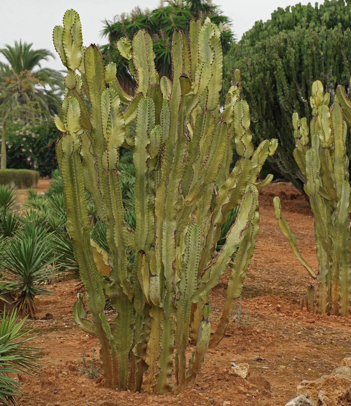 Euphorbia ammak Variegata