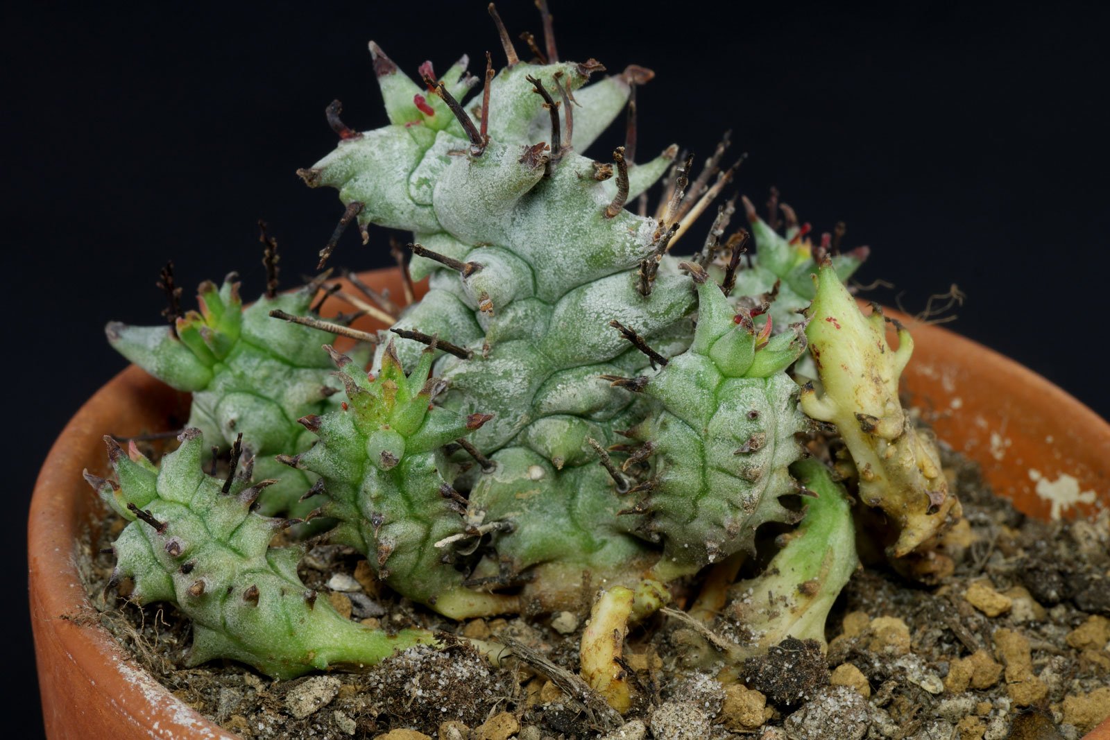Euphorbia horrida Monstrosa