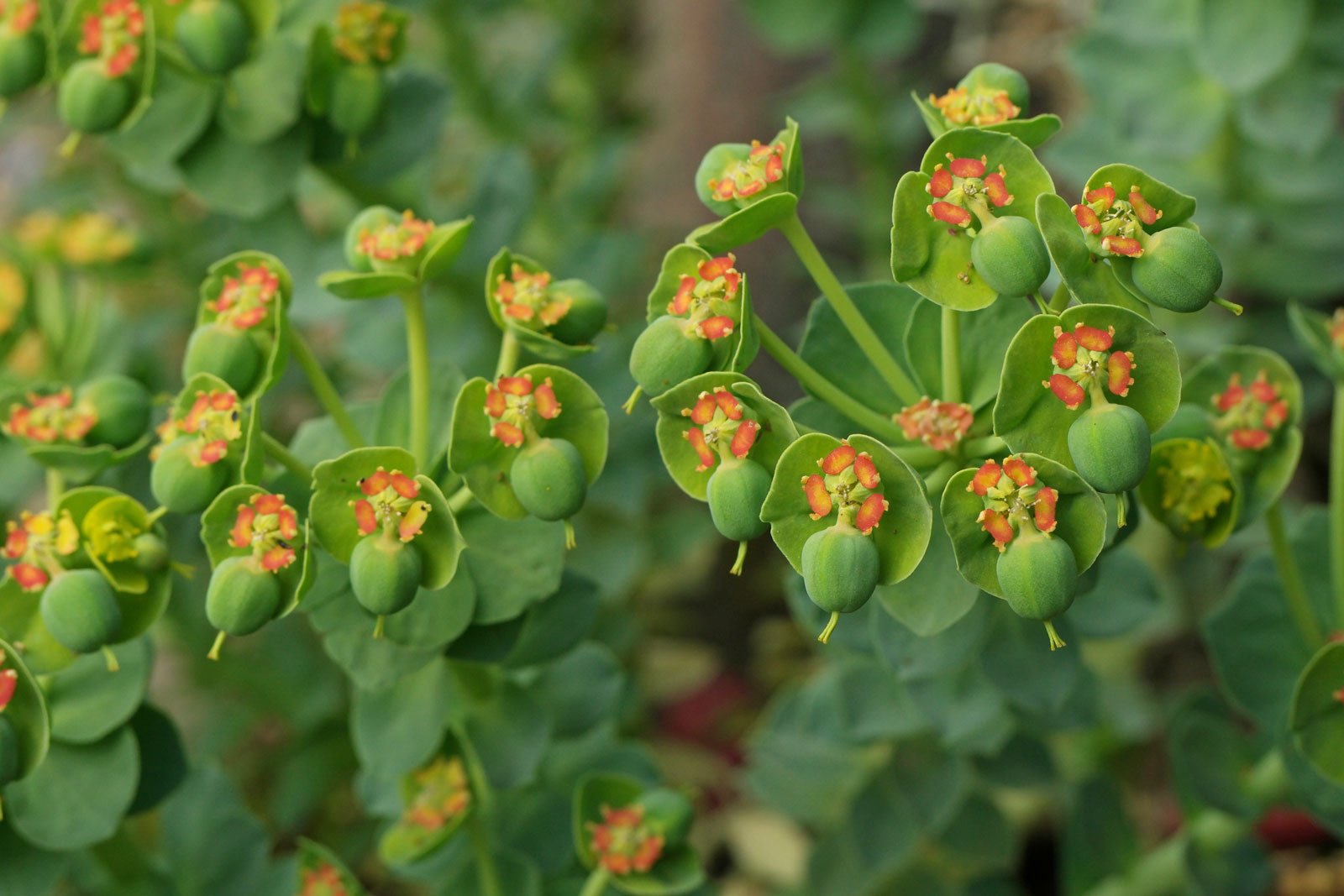 Euphorbia myrsinites 3