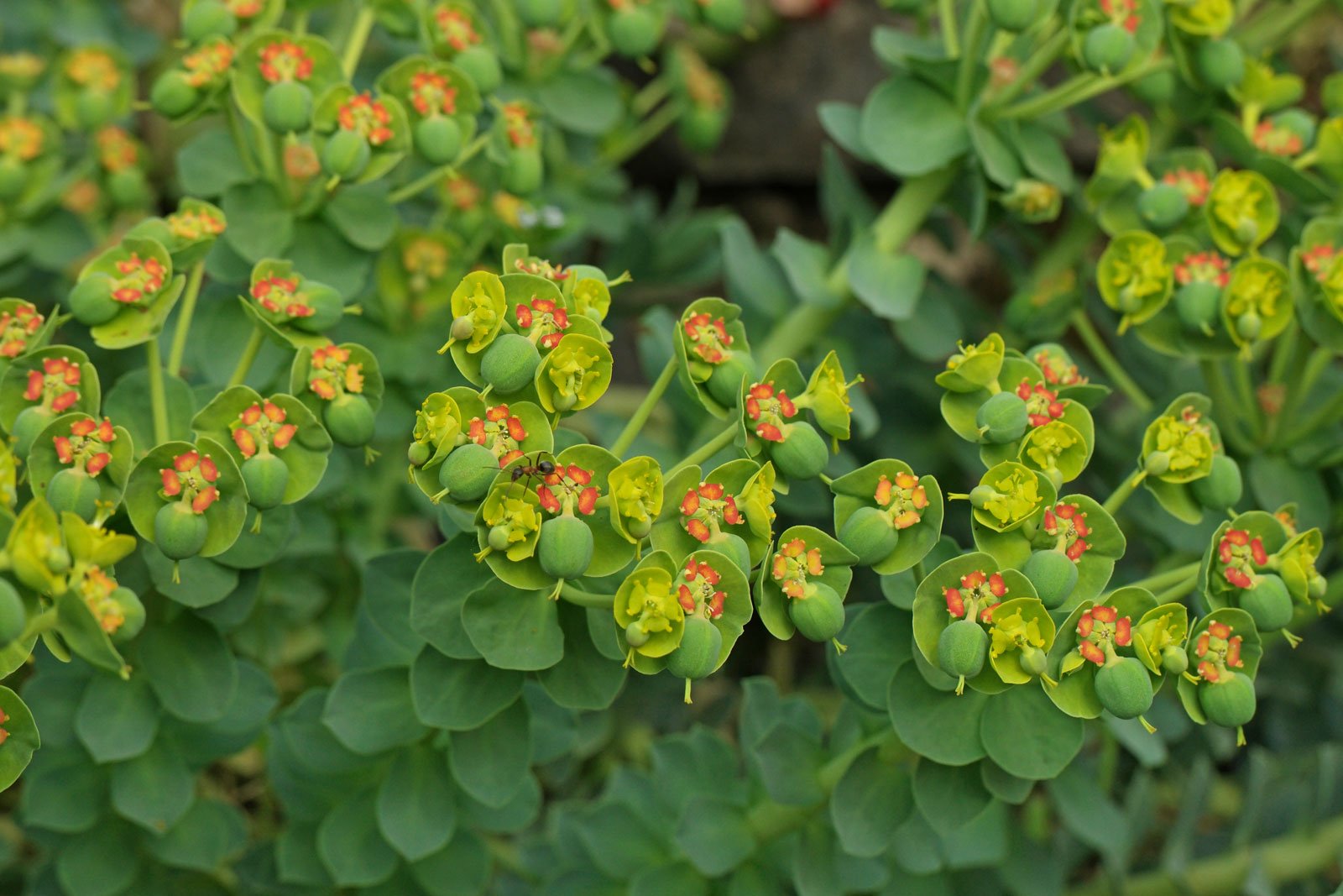 Euphorbia myrsinites 4