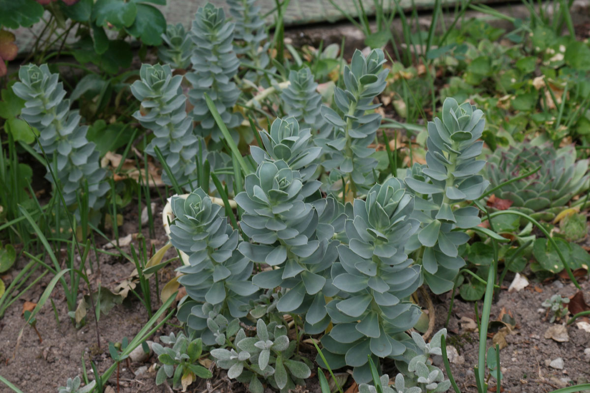 Euphorbiamyrsinites