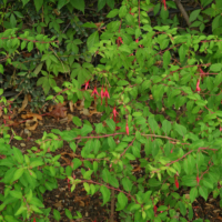Fuchsia magellanica
