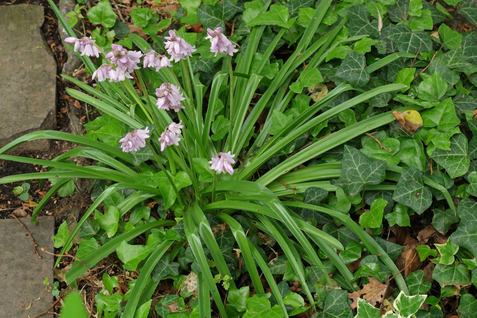 Hyacinthoides hispanica cv.