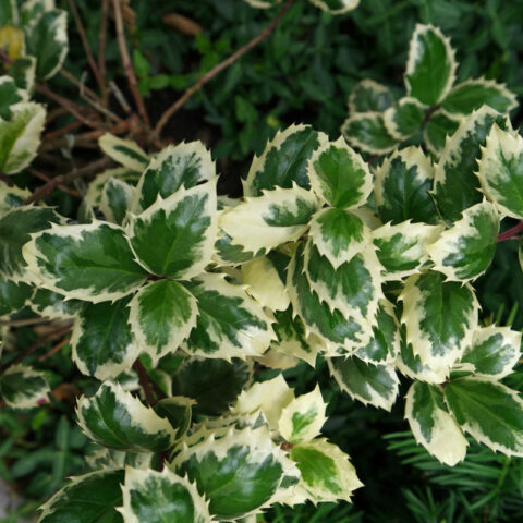 Ilexaquifolium Variegata