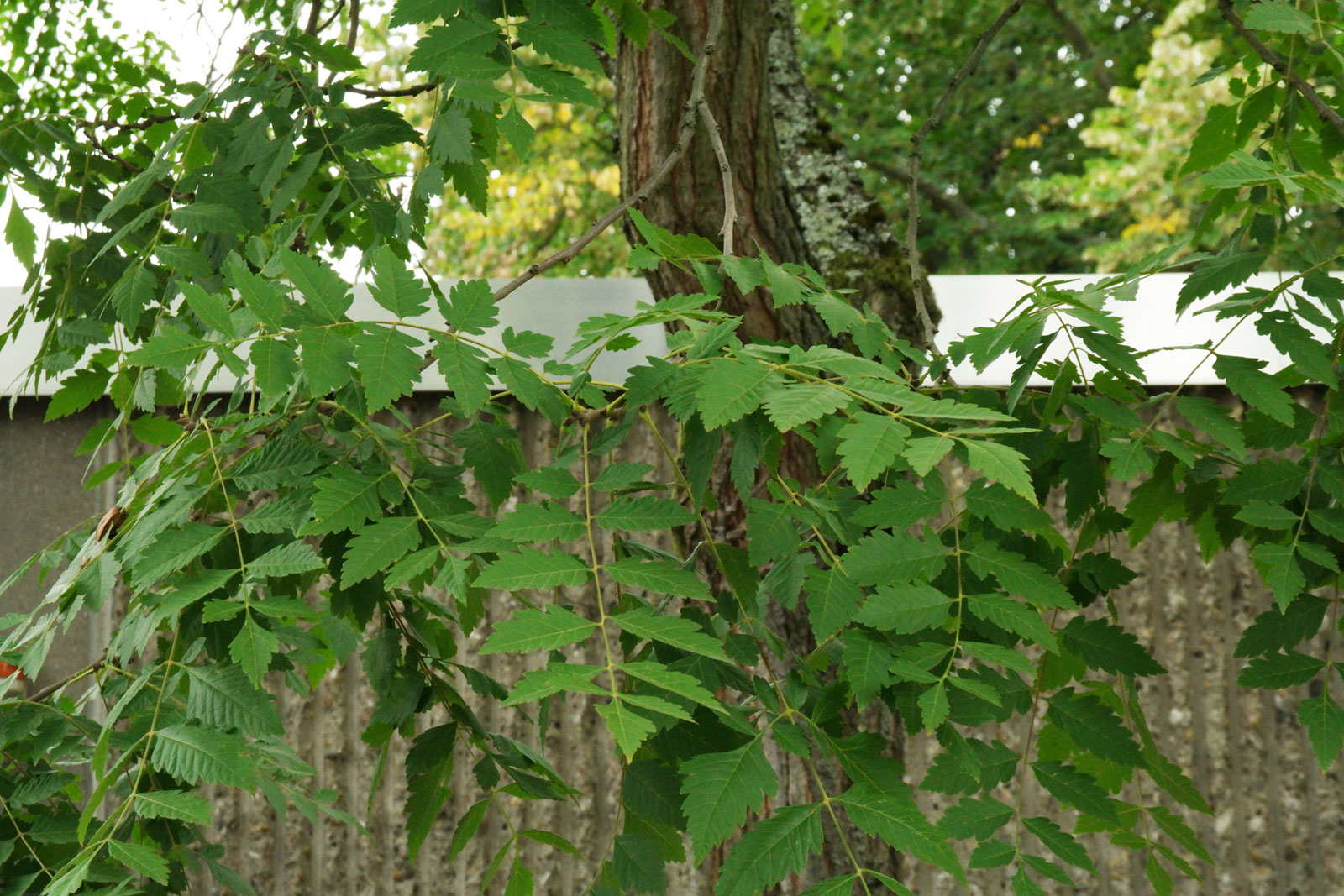 Koelreuteria paniculata 7