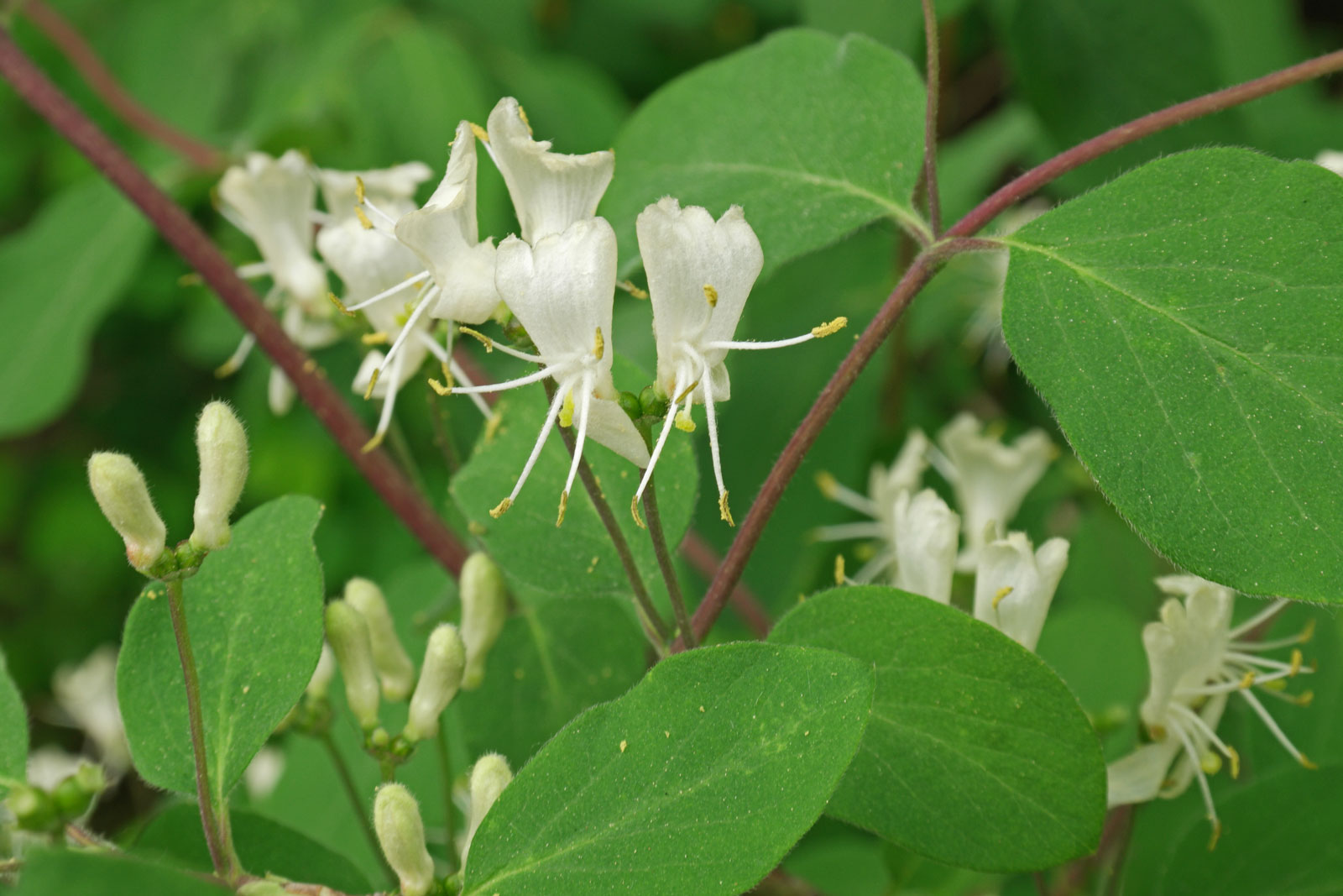 Lonicera xylosteum 1