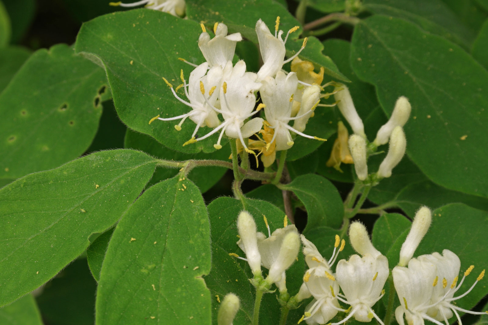 Lonicera xylosteum 2