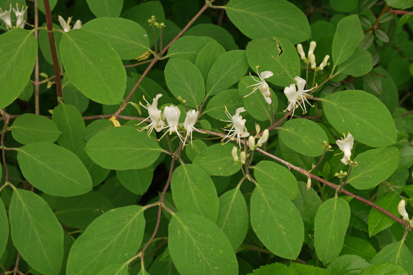 Lonicera xylosteum 3