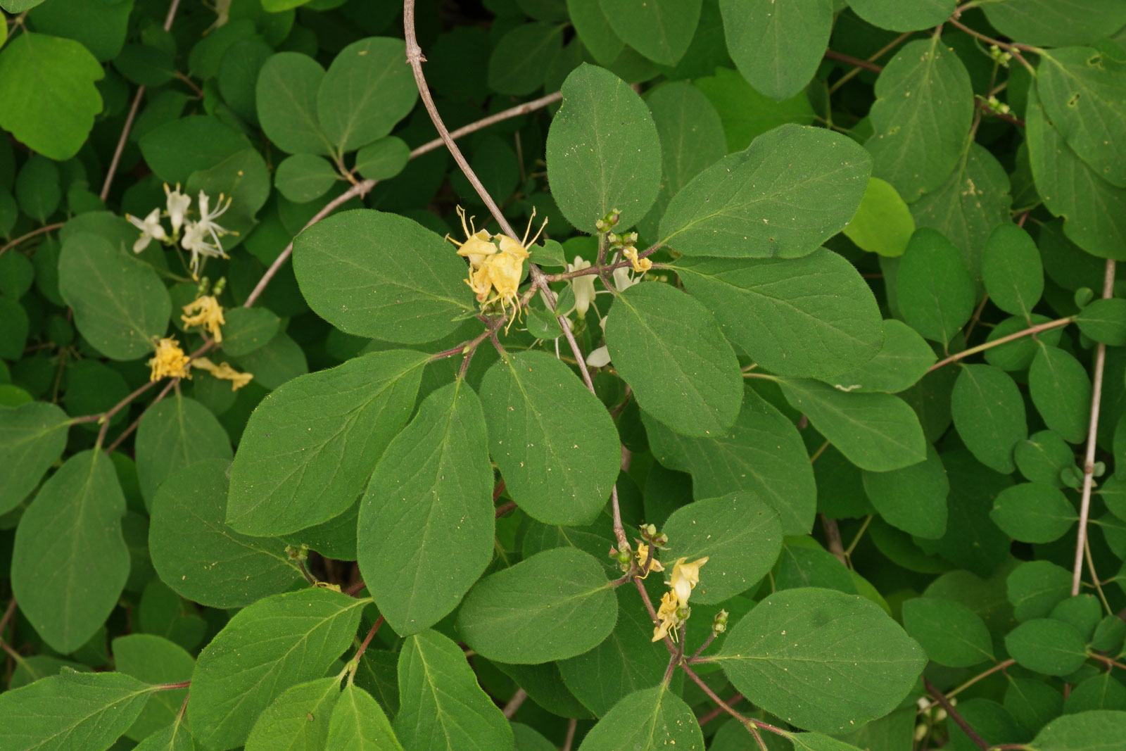 Lonicera xylosteum 4