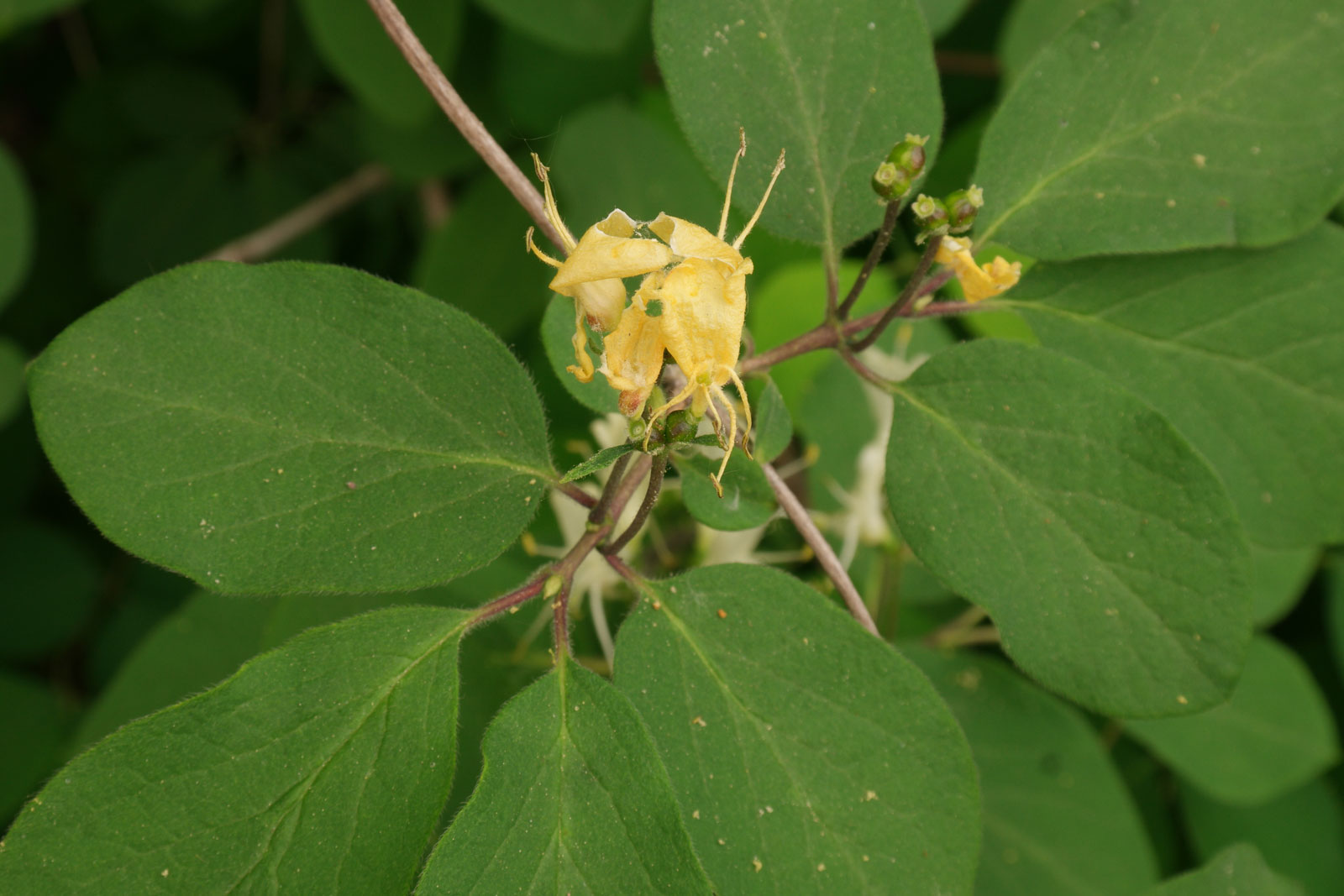 Lonicera xylosteum 5