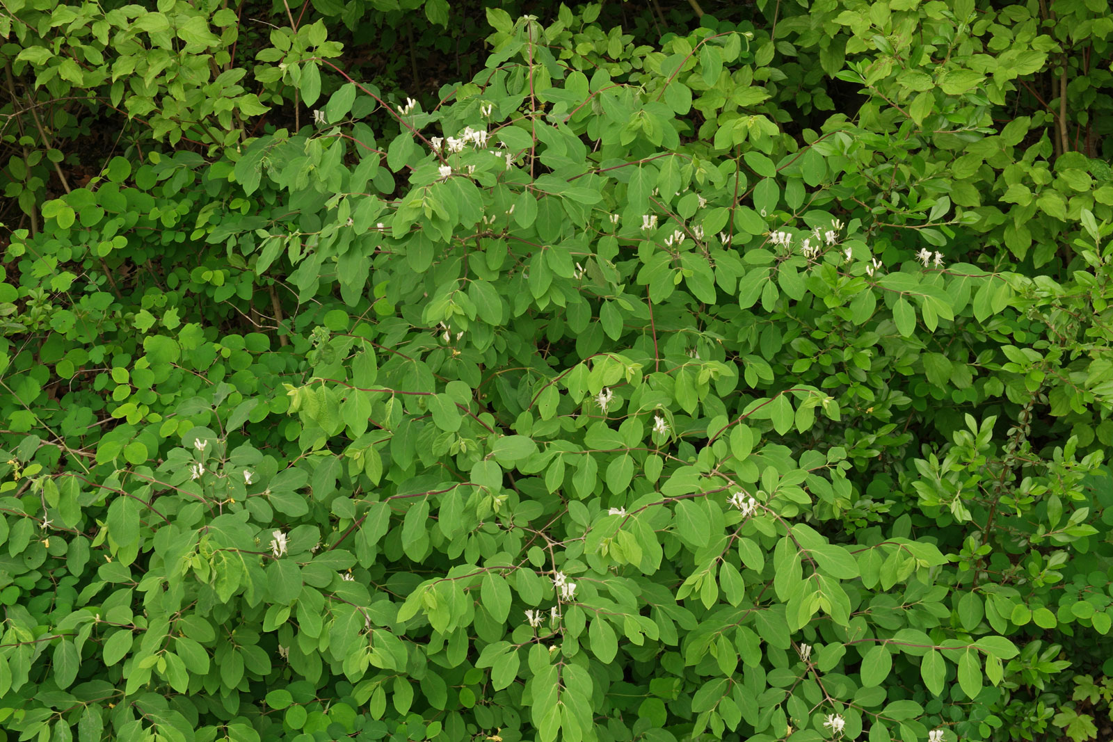 Lonicera xylosteum 6