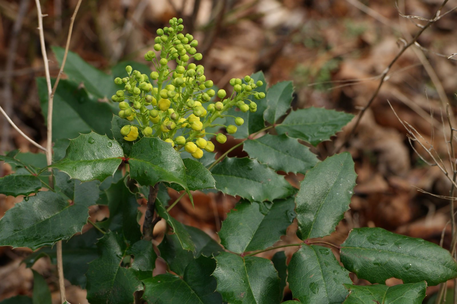 Mahonia aquifolium 4