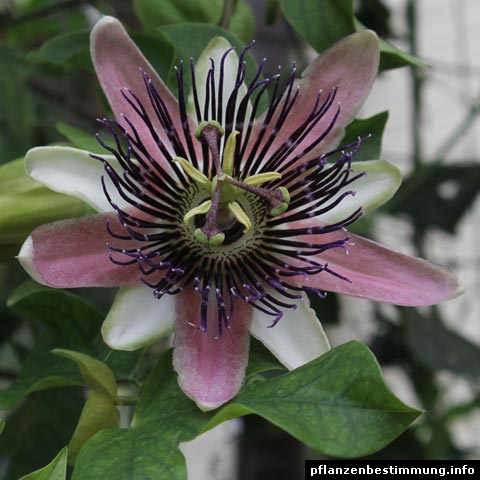 Passiflora Parfume Passion