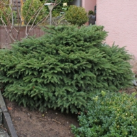 Picea abies Nidiformis