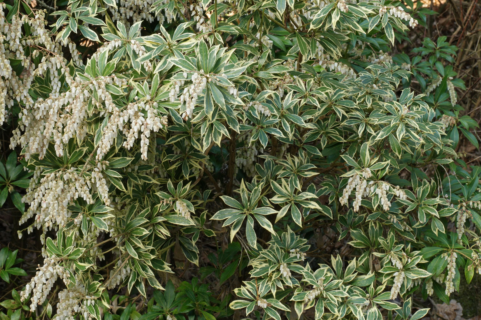 Pieris-japonica Variegata