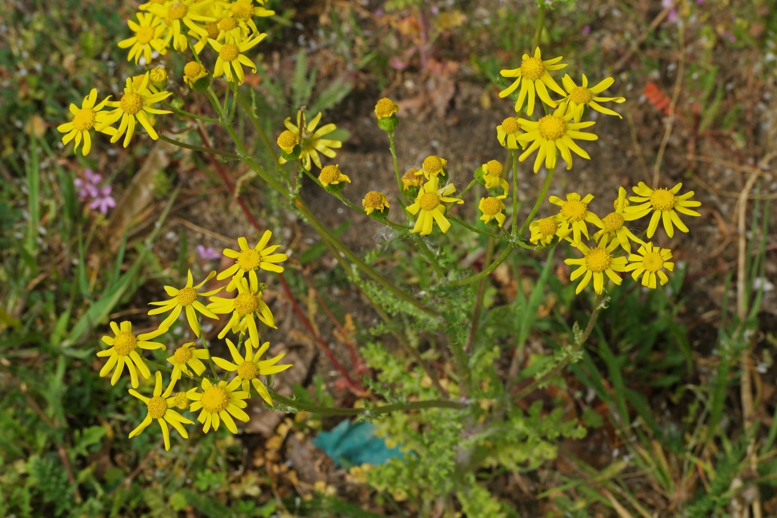 Senecio leucanthemifolius ssp. vernalis