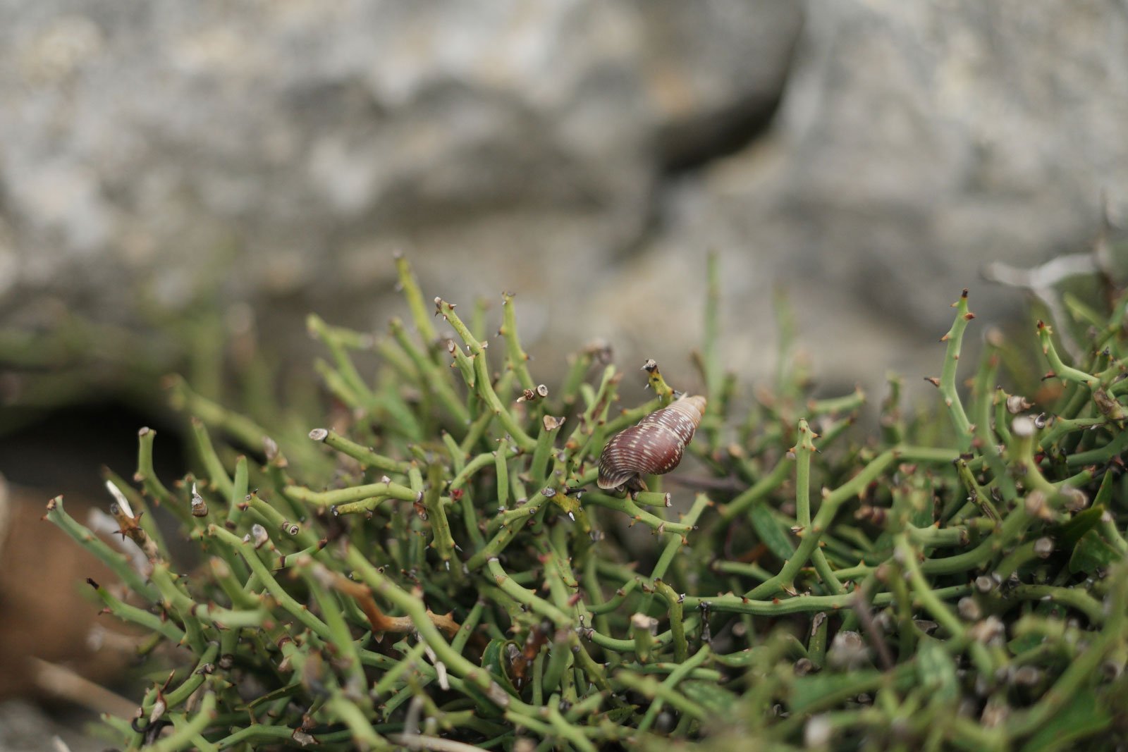 Smilax aspera ssp. balearica